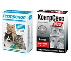 Какво да правите, ако котката ви пита котка съвети и инструменти