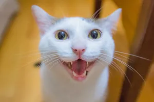Какво става, ако котката иска котката; които дават на котката да не питам за една котка - жена и ден (заявки) Какво става, ако котката иска котката; които дават на котката да не питам за една котка - жена и ден