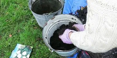 Какво да правим с луковици на лалета експертен отговор