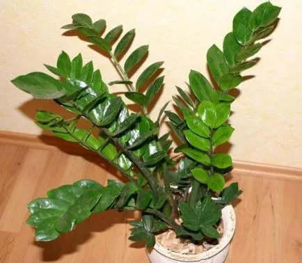 Какво трябва да направя, ако Zamioculcas листата пожълтяват и защо това се случва, както и други заболявания и