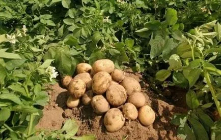Ранните сортове картофи, местоположение, ревюта, снимки, описание на