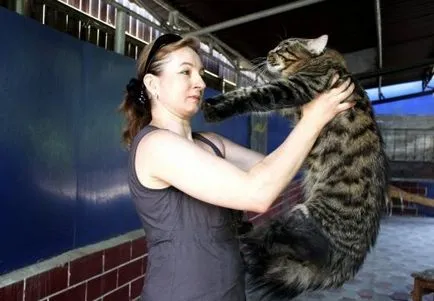 космати гиганти