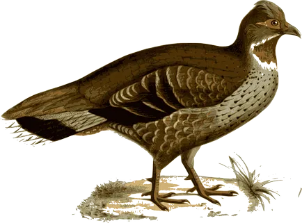 Bird на английски език - имена на птици на английски език с превод