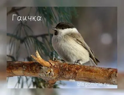 Синигер птици снимки с имена