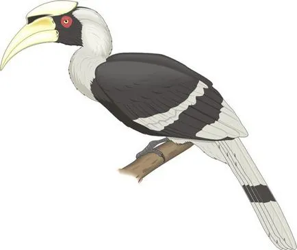 Bird на английски език - имена на птици на английски език с превод