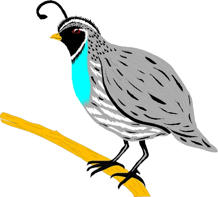 Bird на английски език - имена на птици на английски език с превод