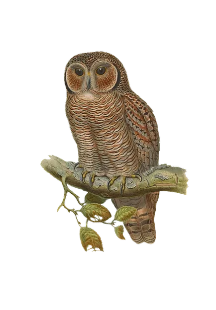 Bird на английски език - имена на птици на английски език с превод