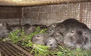 Отглеждане нутрия в дизайна на дома се отличава бизнес nutrievyh ферми (нутрия) Отглеждане нутрия в дизайна на дома се отличава бизнес nutrievyh ферми