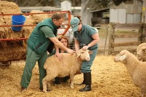 Sheep у дома, особено на съдържанието на овце и кози в личния дъщерно