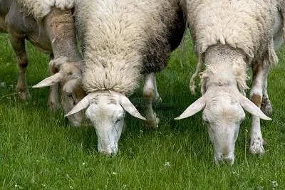 Sheep у дома за начинаещи