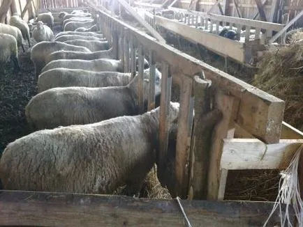 Sheep у дома за начинаещи