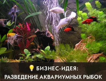 Отглеждане на аквариумни риби (Юли 2017 г.) (аквариум) Отглеждане на аквариумни риби (Юли 2017 г.)