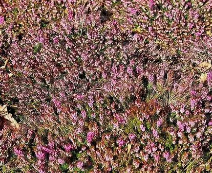 Plant Ерика описание, методи на функции за разплод, култивиране и поддържане