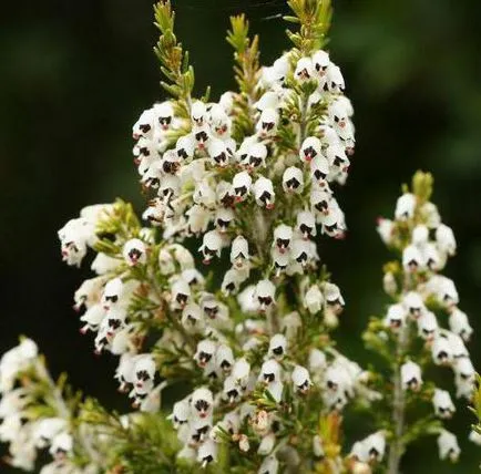 Plant Ерика описание, методи на функции за разплод, култивиране и поддържане