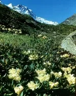Rhododendron - това