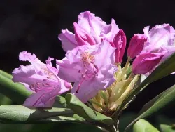 Rhododendron - това