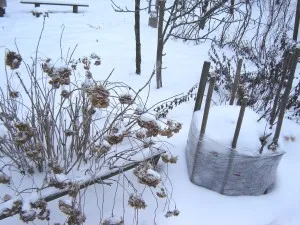 Рододендрони поддръжка, засаждане и отглеждане на открито поле, възпроизвеждане в дома