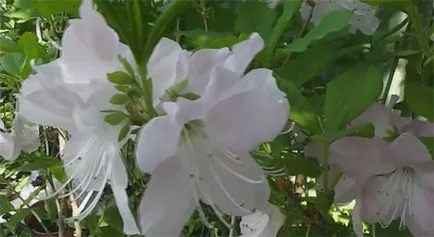 Рододендрон растителните видове и сортове