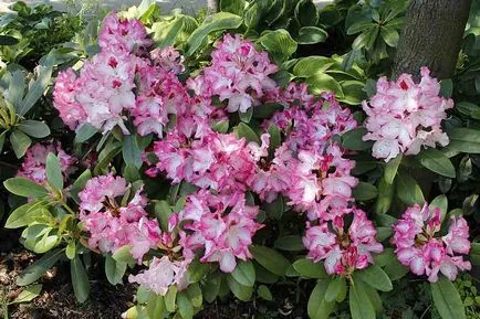 Рододендрони поддръжка, засаждане и отглеждане на открито поле, възпроизвеждане в дома