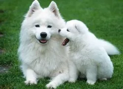 Българските прякори за момчета Dog
