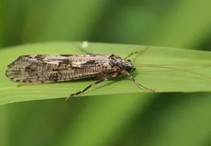 Trichoptera и описание ларви и местообитания, неговите насекоми развъждането и използването на риба (местообитания) Ручейник ларва и неговото описание и местообитания, възпроизвеждане и използване на насекоми в риба