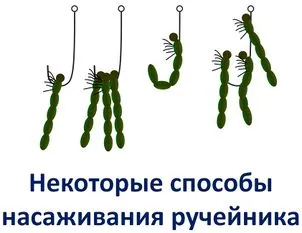 Ручейник риболовни местообитания на ларвите, методи на производство, съхранение, риболов и изтласкани на куката
