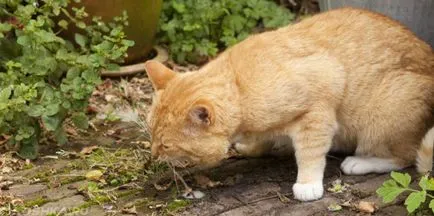 Повръщане при котки, които се дават на котка у дома