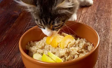 Повръщане при котки, които се дават на котка у дома