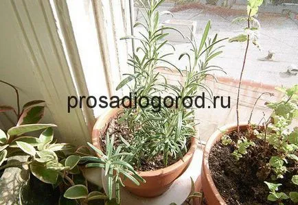 Розмари расте в саксия у дома на балкона или перваза на прозореца, видео и снимки