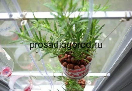 Розмари расте в саксия у дома на балкона или перваза на прозореца, видео и снимки