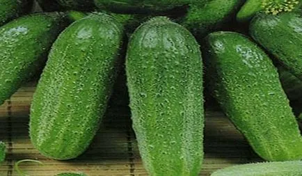 Повечето продуктивни сортове краставици оранжерии