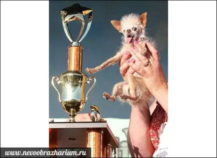 Най-страшното куче в света