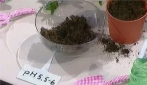 Тайните на грижа ароматно гардения дом за трансплантации, проблеми, болести и повече