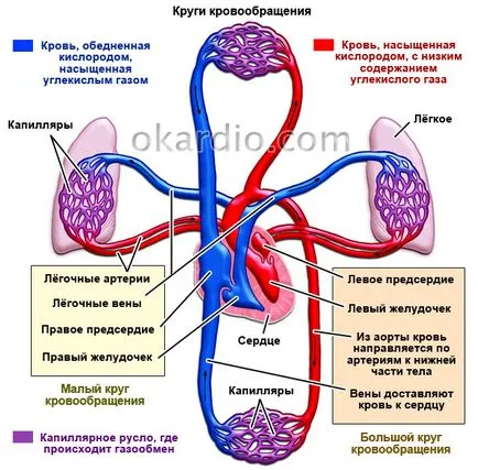 Сърдечна астма причини, симптоми и лечение, е