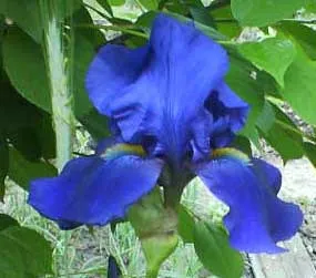 Blue и сини цветя