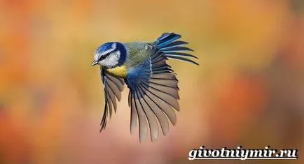 синигер птица