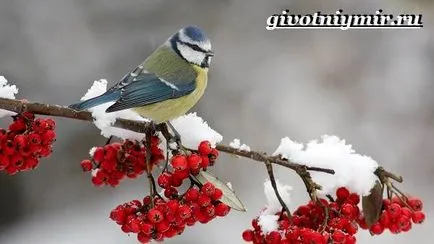 синигер птица