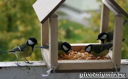 синигер птица