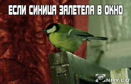 Синигер излетя през прозореца на знак и неговото значение