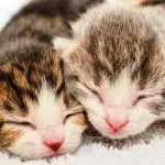 Колко време на бременност при котки, котешки раждания