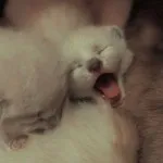 Колко време на бременност при котки, котешки раждания
