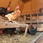 Колко ще трябва да се хранят кокошката кокошките носачки, на ден, на ден