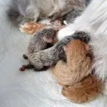 Колко време на бременност при котки, котешки раждания