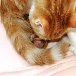 Колко време на бременност при котки, котешки раждания