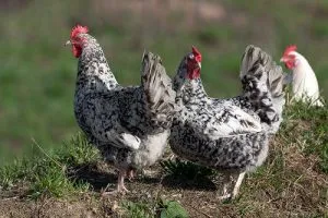 Колко живота пиле кокошките носачки в дома (пилешко) Колко живее пиле кокошките носачки в дома