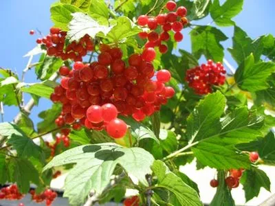 Това може да се яде в дивата природа