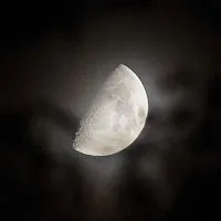 Куче за мама, домашни любимци, животни