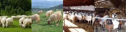 Съдържанието на отглеждането на овце и грижи в къщи