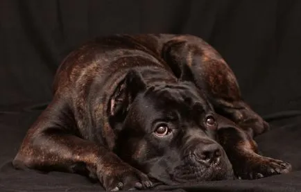 Куче коне Corsa (55 снимки), които съдържание в частна къща, описание порода, котка-назад, в Тръстиката