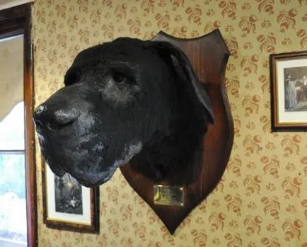 Стейпълтън Dog, Баскервилското куче